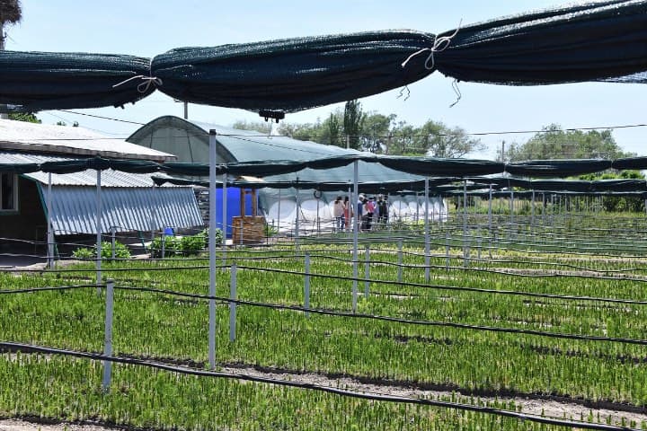 prog-nurseries-3